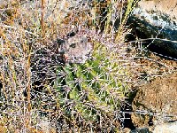 Melocactus holguinensis, Holguin, Cu ©JL.jpg